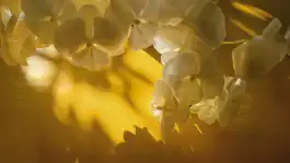 White Orchid Morning